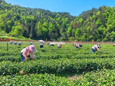 重庆茶农凭干净茶致富 年产值破2.4亿