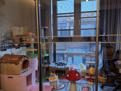 江苏姑娘为小猫打造猫房，解决掉毛拆家困扰超有爱