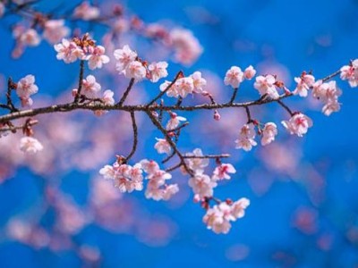 2026太湖鼋头渚樱花节3月1日启幕，花期长活动多