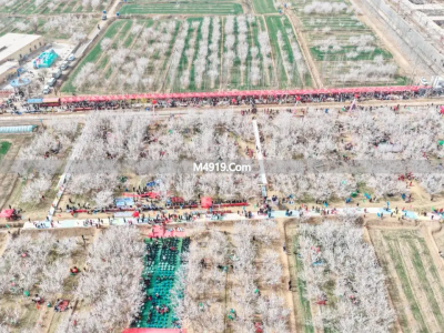 库车杏花开了！坐公交1块钱就能去赏花游玩