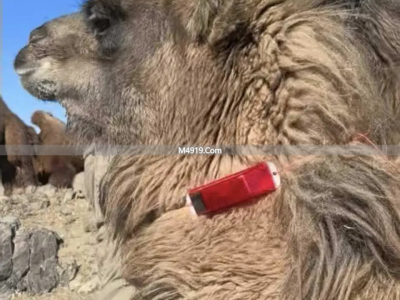 内蒙古包头牧民骆驼遭狼咬损失大，卖驼装神器盼补偿