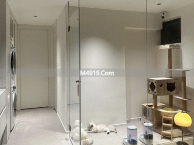 重庆女生2㎡玻璃猫房：5只猫不拆家不跑酷，太实用了