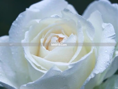 重读小团圆：离开错的人，是最顶级的清醒