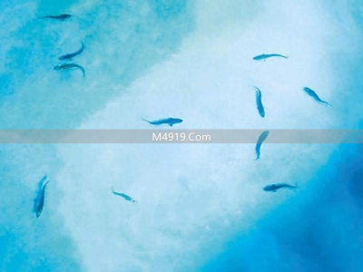 长江委等单位首次开展试验，中华鲟自然产卵取得重要突破