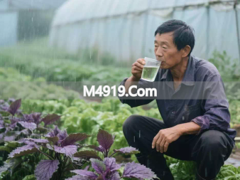 夏日暑湿侵扰咋办？试试紫苏叶解表散寒，还有独特消暑妙招