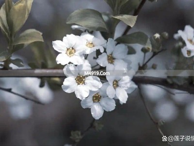 中年女人心里有你才会发这些消息，别错过她的深情