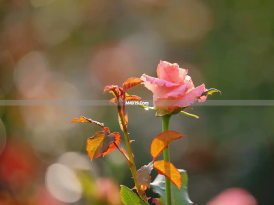 一别经年深深想你，爱你一生挂肚牵肠，遗憾错过真心爱人