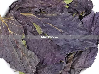 紫苏叶的功效与应用，解表散寒、行气和胃等你了解