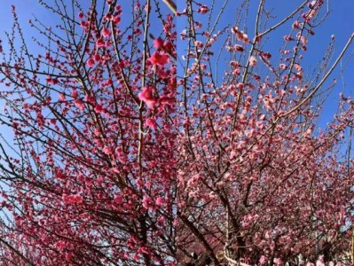 郑州赏梅好去处，趁假期带爸妈去这几个地方玩吧