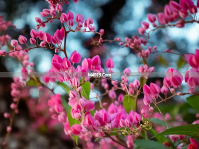 心中藏爱恋不能言说亦不忘，谢谢你赠我情深一场无悔念