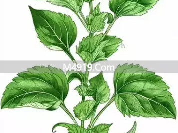 紫苏叶解表散寒又理气宽中，这些功效你知道吗？