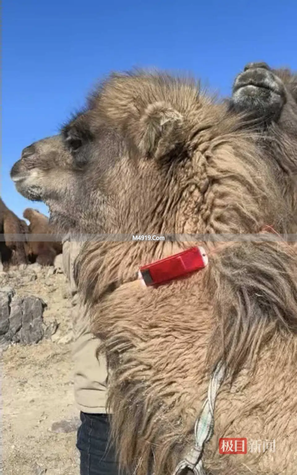 内蒙古包头牧民骆驼遭狼咬损失大，卖驼装神器盼补偿