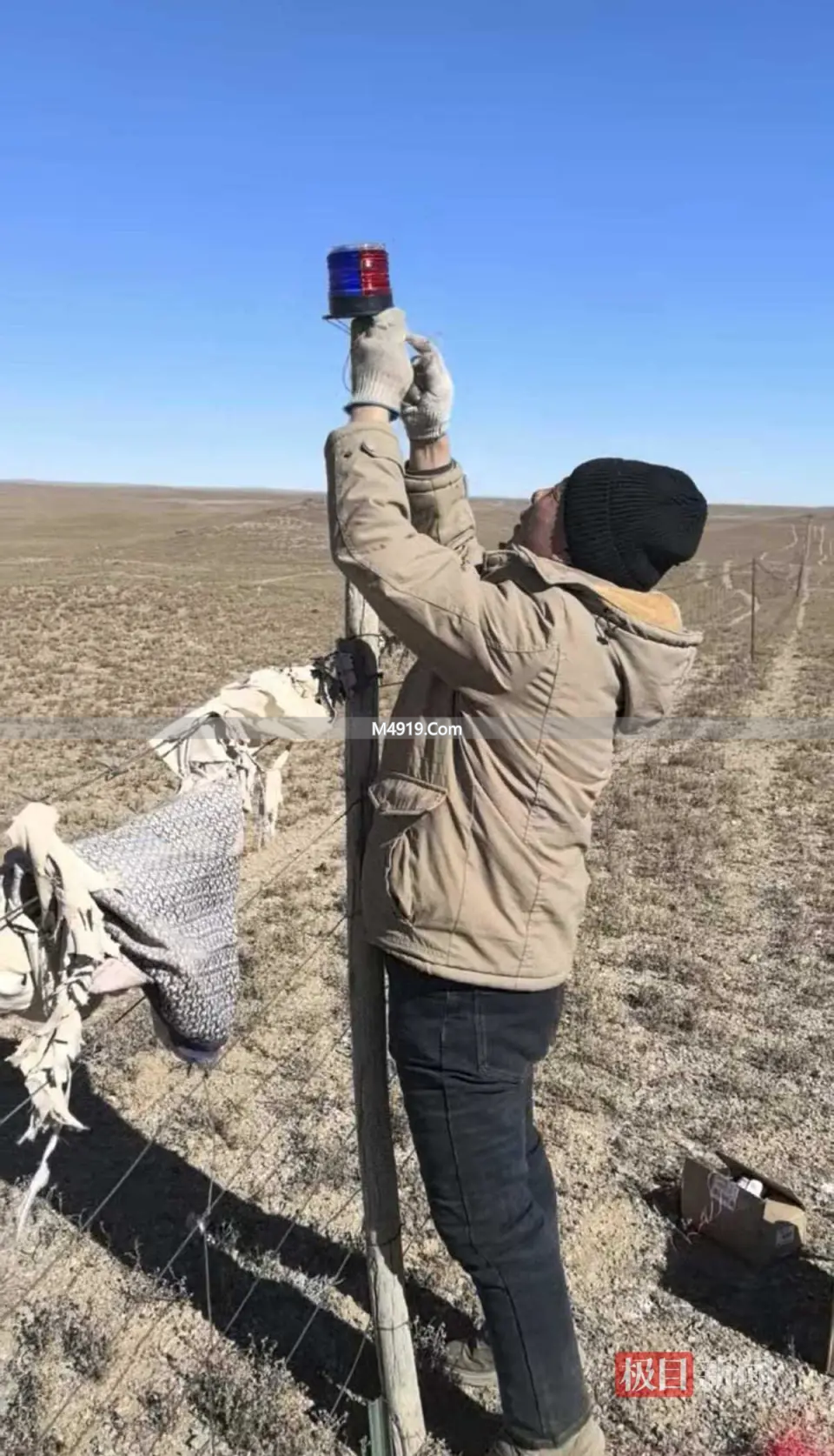 内蒙古包头牧民骆驼遭狼咬损失大，卖驼装神器盼补偿