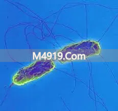 衰老从‘力不从心’始，细胞‘清垃圾’能力关乎健康