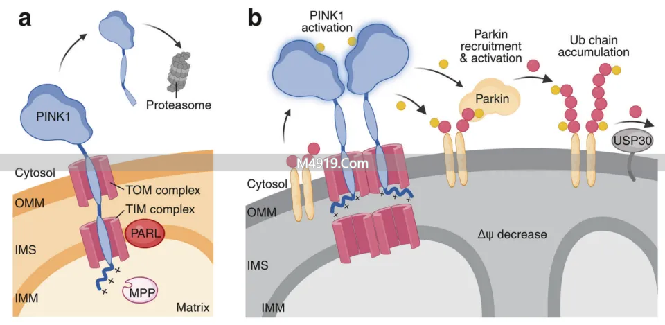 衰老从‘力不从心’始，细胞‘清垃圾’能力关乎健康