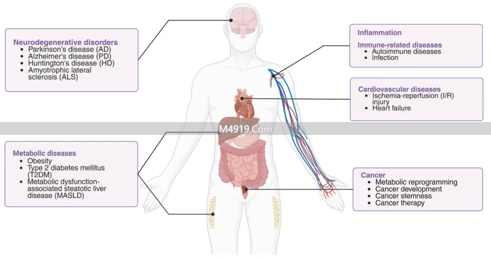衰老从‘力不从心’始，细胞‘清垃圾’能力关乎健康