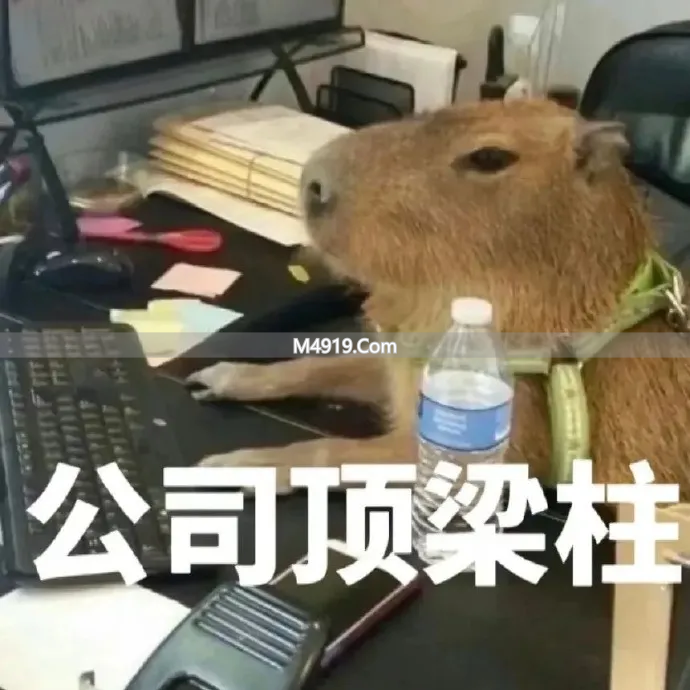 _女主播叫大哥_女主播后面的大哥