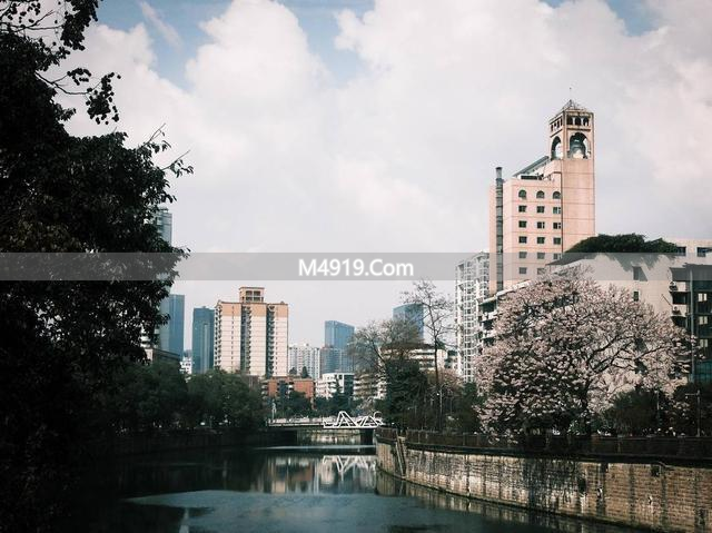 初春红星桥头泡桐花盛放，引众人沉醉赏景拍照