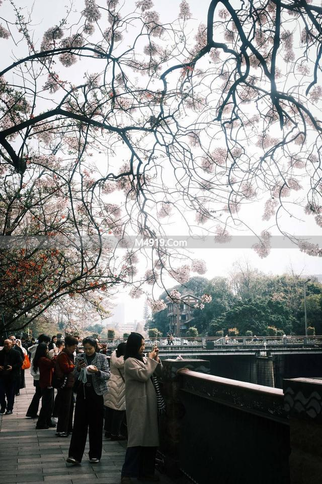 初春红星桥头泡桐花盛放，引众人沉醉赏景拍照