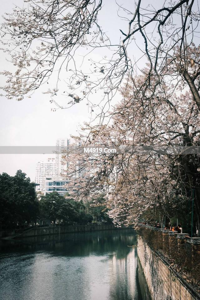 初春红星桥头泡桐花盛放，引众人沉醉赏景拍照