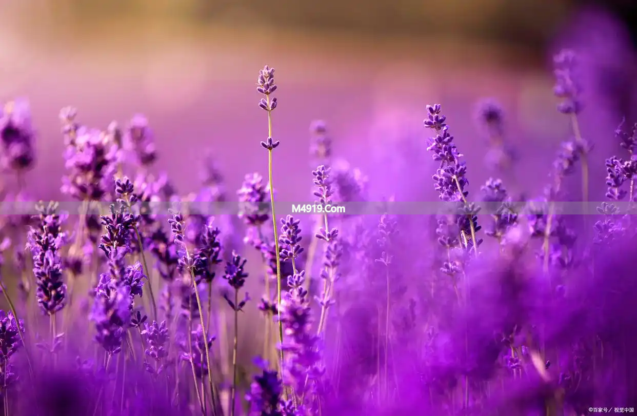 亲爱的，我又想你了！爱你在心，牵挂到老，此生不渝