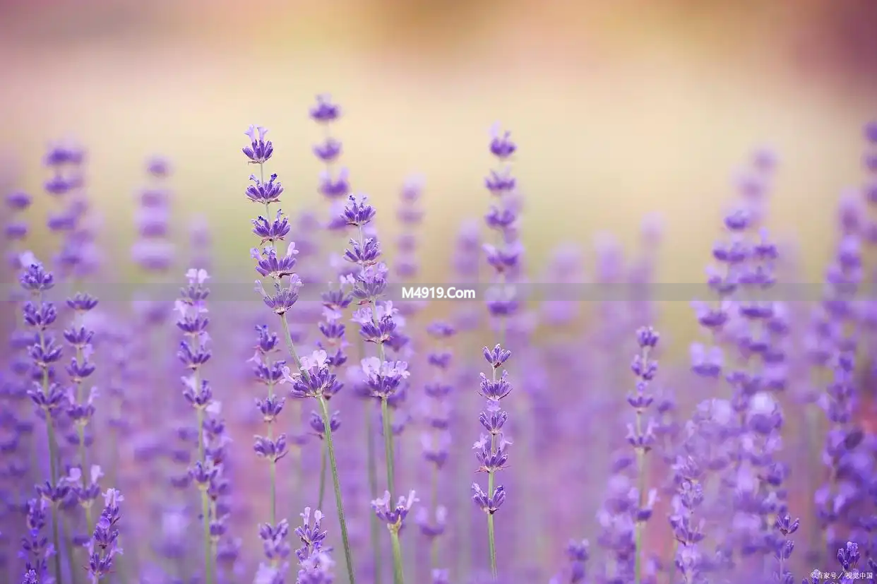 _想你一生也是缘歌曲_想你一生歌曲