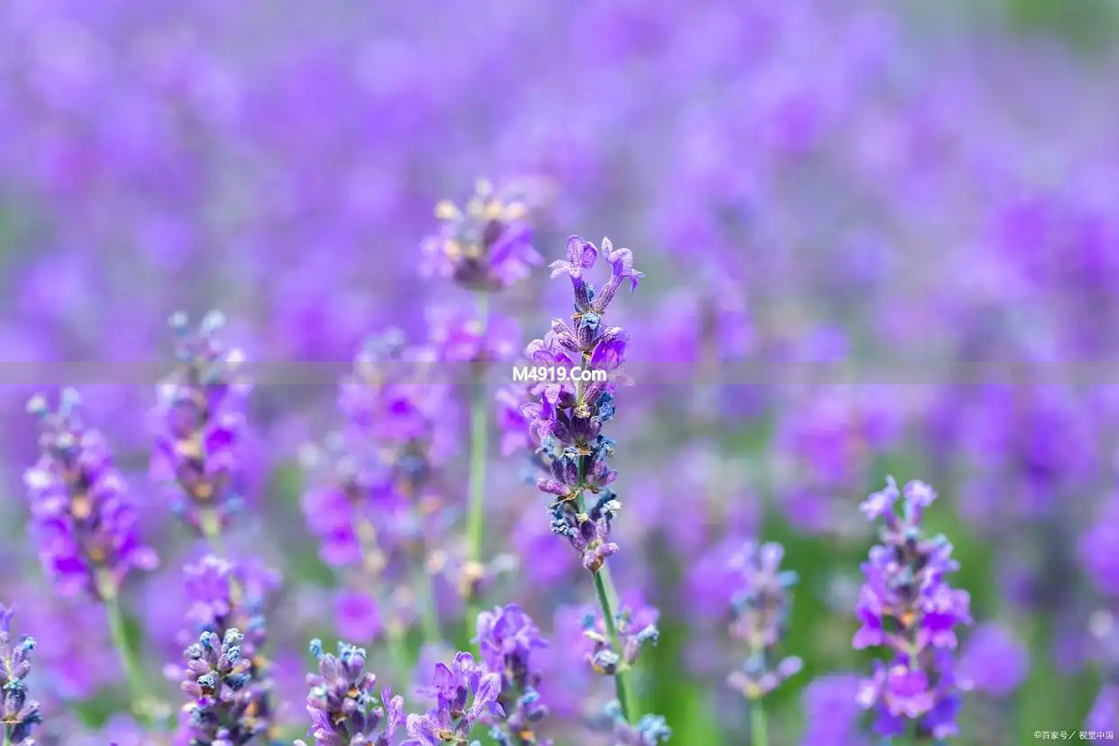 _想你一生也是缘歌曲_想你一生歌曲