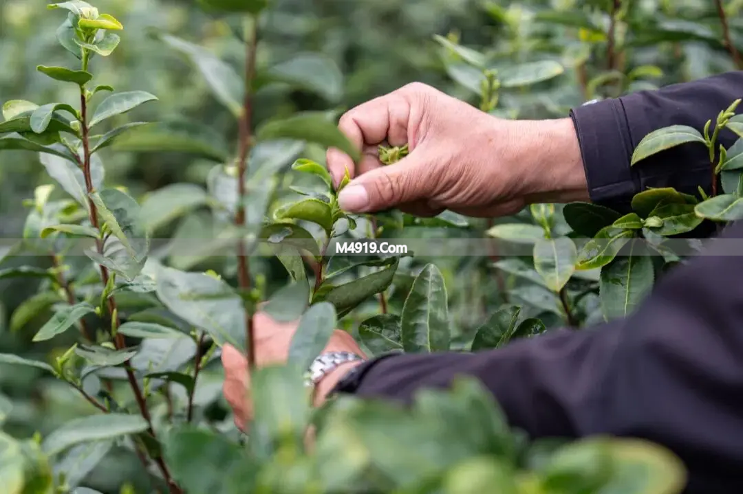 2026浙江新茶上市啦！开采热潮来袭，品质优异丰收可期