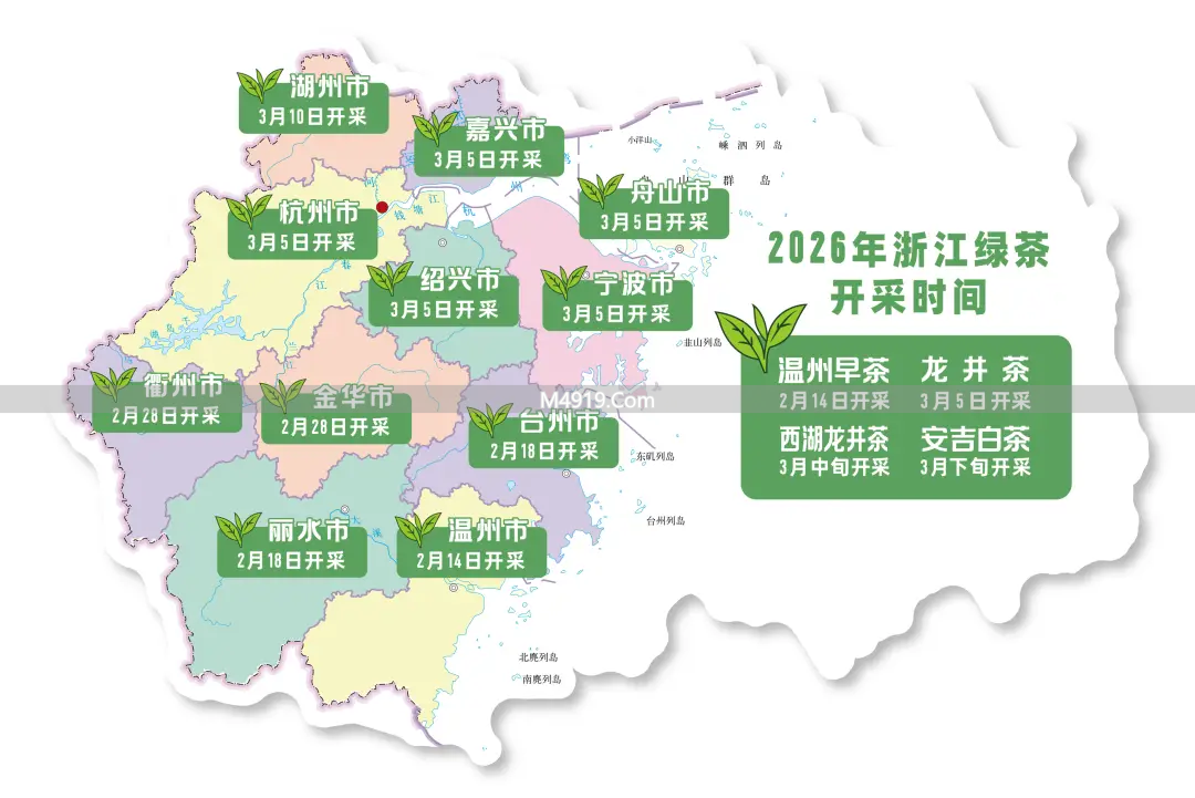 2026浙江新茶上市啦！开采热潮来袭，品质优异丰收可期