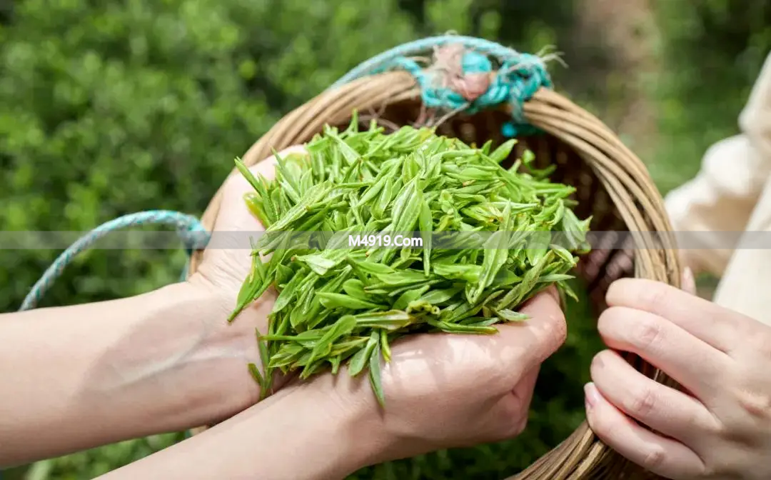 2026浙江新茶上市啦！开采热潮来袭，品质优异丰收可期