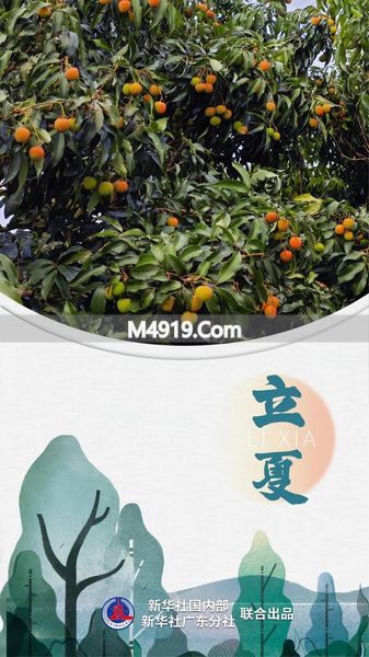 立夏时节岭南荔熟，5月5日将迎来夏天首个节气
