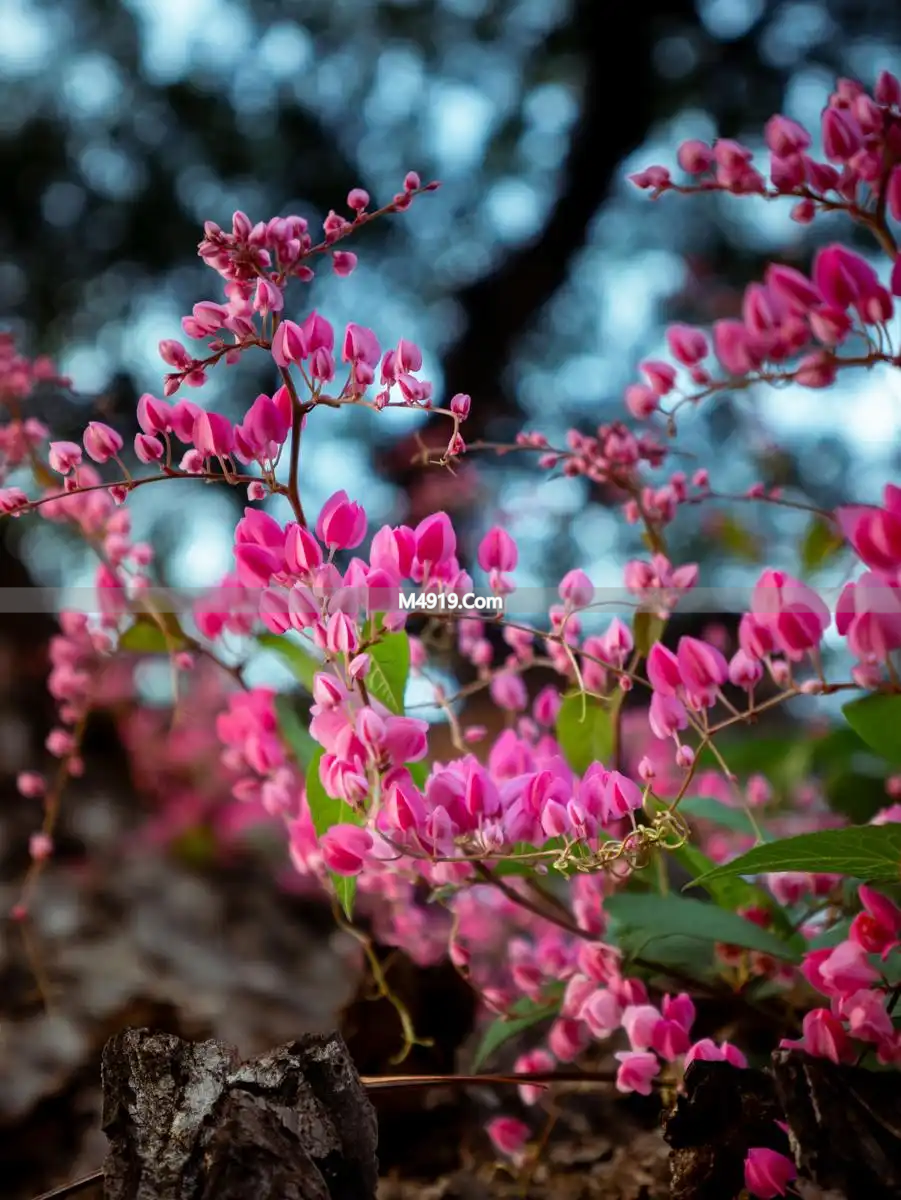 心中藏爱恋不能言说亦不忘，谢谢你赠我情深一场无悔念