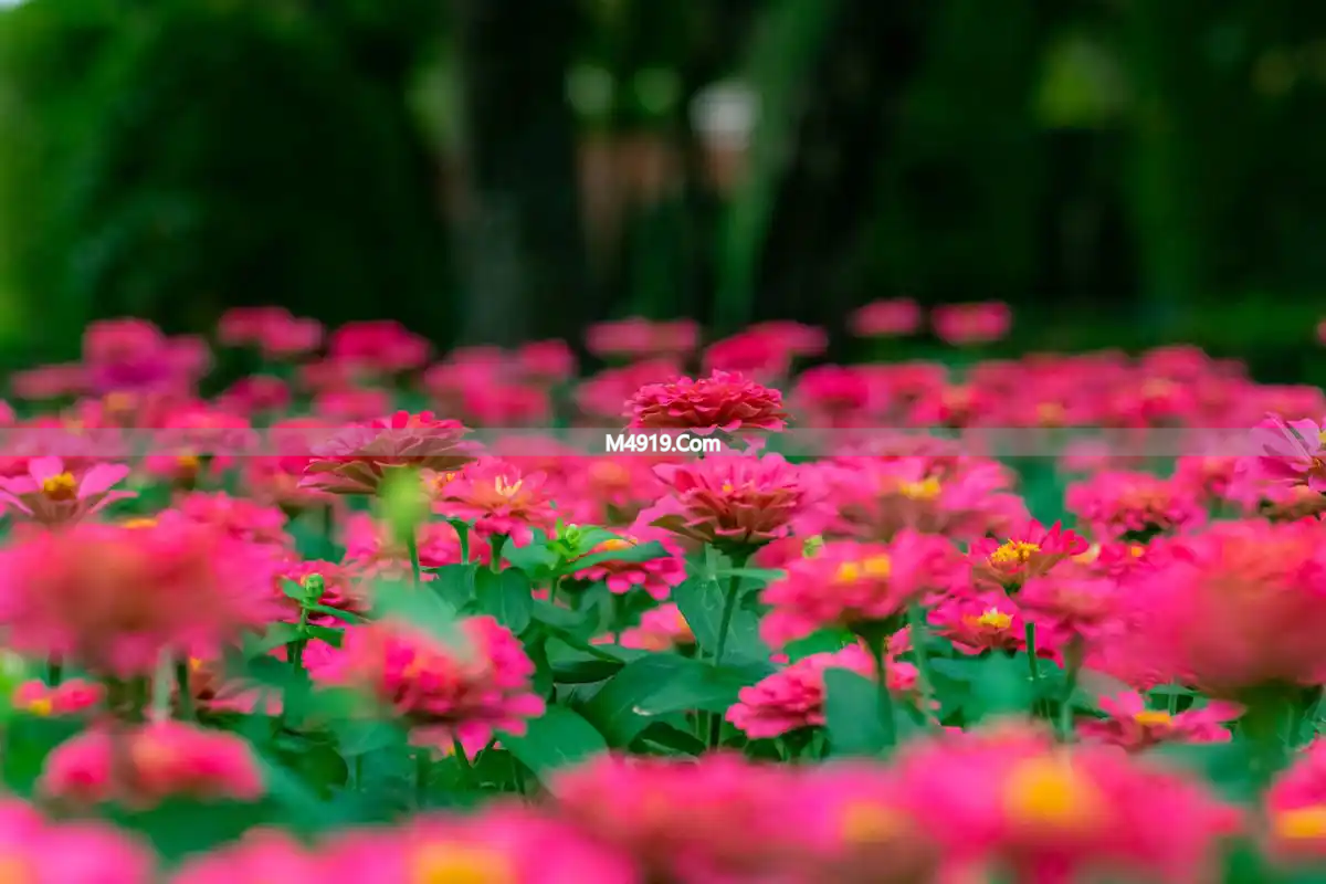 心中藏爱恋不能言说亦不忘，谢谢你赠我情深一场无悔念