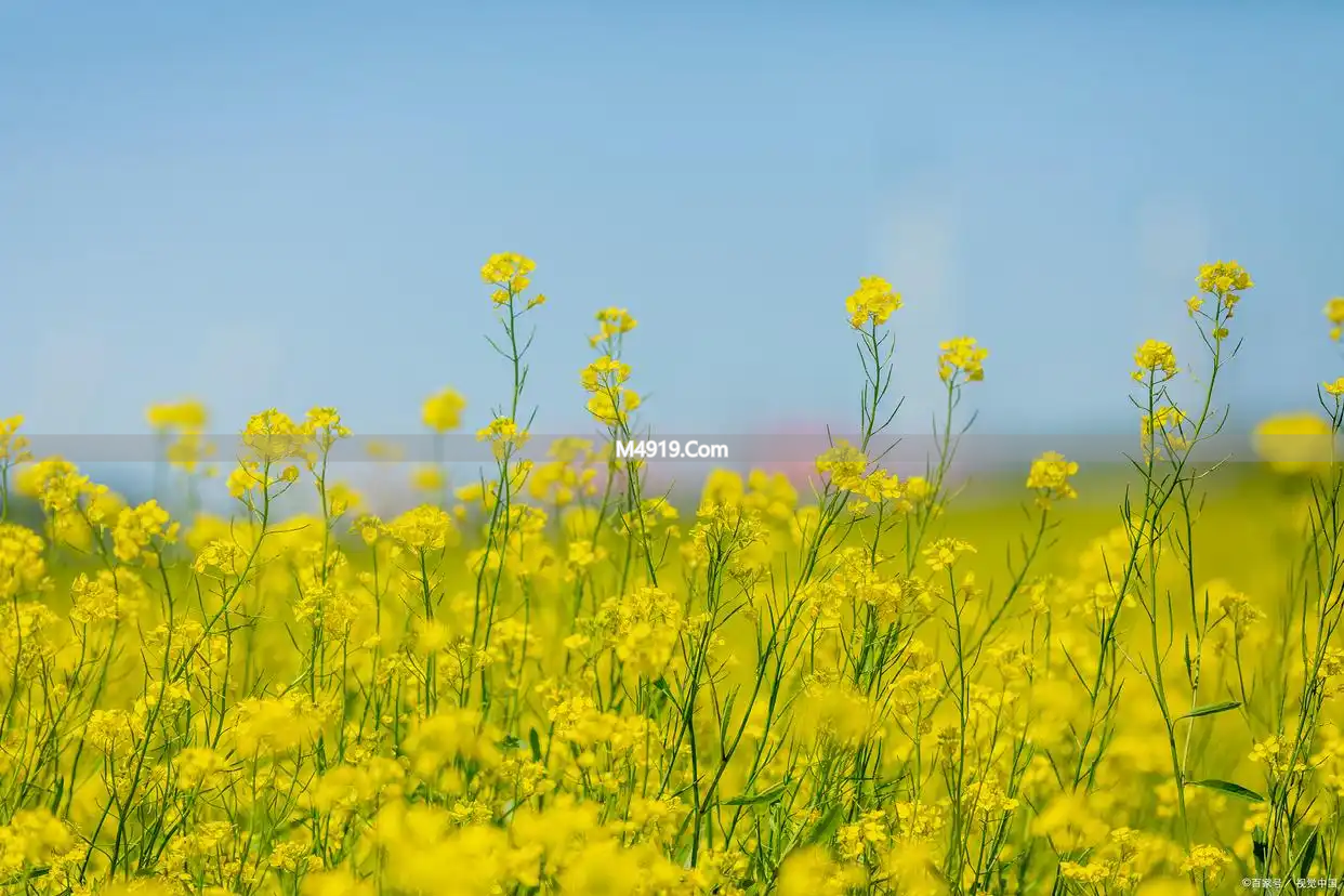 真正的爱不受距离束缚，我只想和你在一起看尽人间风月