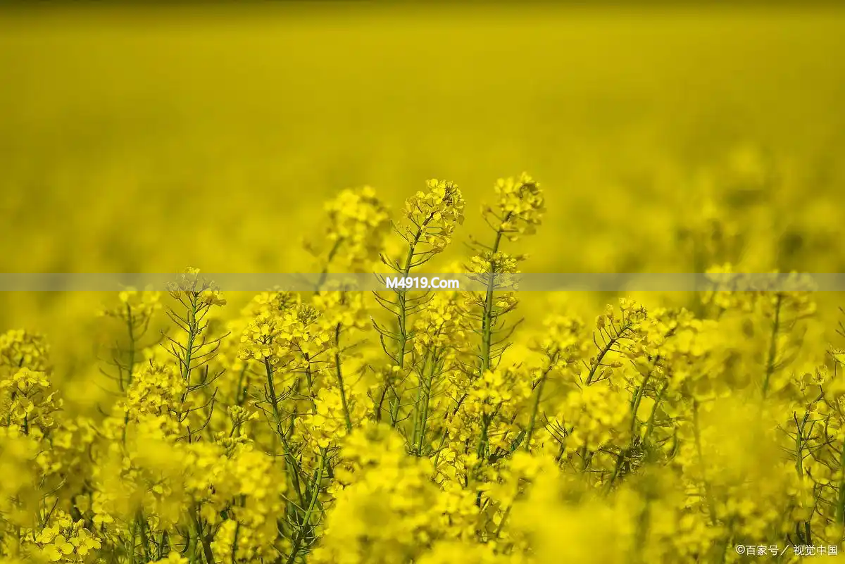 真正的爱不受距离束缚，我只想和你在一起看尽人间风月