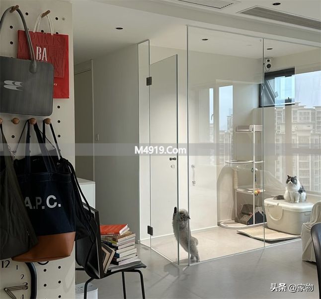 重庆有猫的民宿__租的房让朋友住违法吗