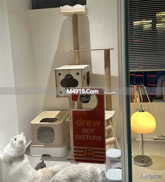重庆有猫的民宿__租的房让朋友住违法吗