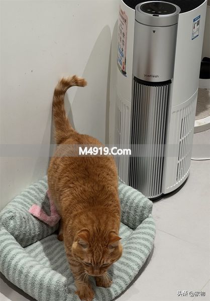 _重庆有猫的民宿_租的房让朋友住违法吗