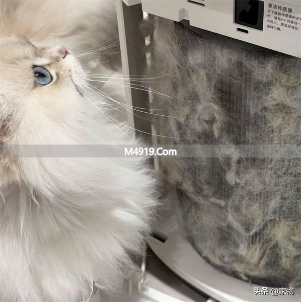 重庆有猫的民宿_租的房让朋友住违法吗_