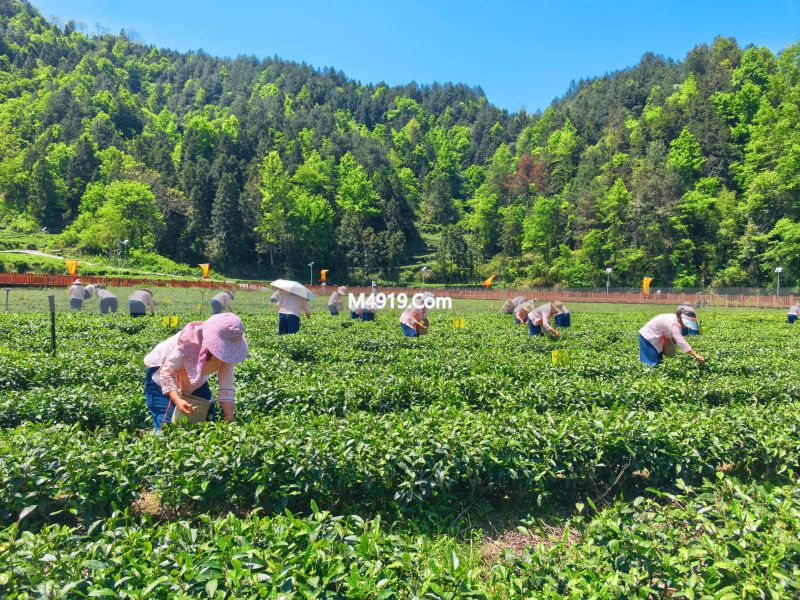 _重庆秀山钟灵镇：一片“干净”茶的富民账本_重庆秀山钟灵镇：一片“干净”茶的富民账本