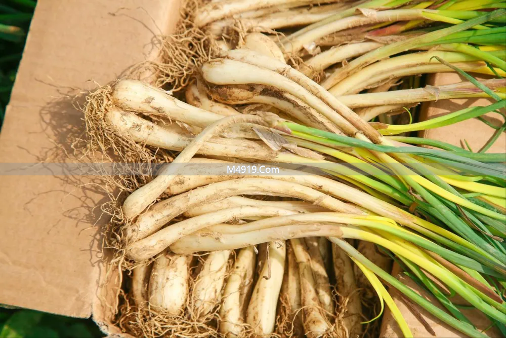 3月身体寒湿痰浊该清了！这4种野菜是挖痰药，赶紧吃