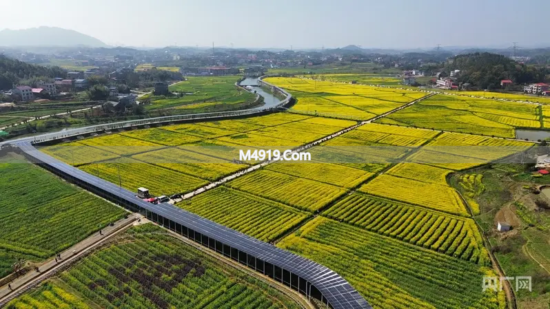 2026湖南油菜花节双峰分会场开幕，亮点多多等你来玩