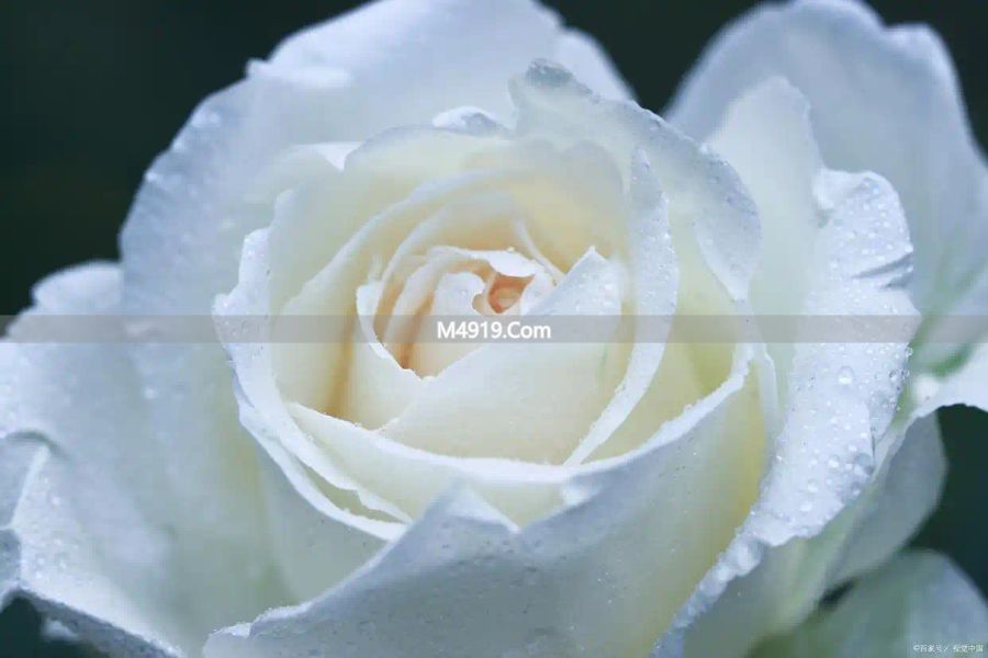 重读小团圆：离开错的人，是最顶级的清醒