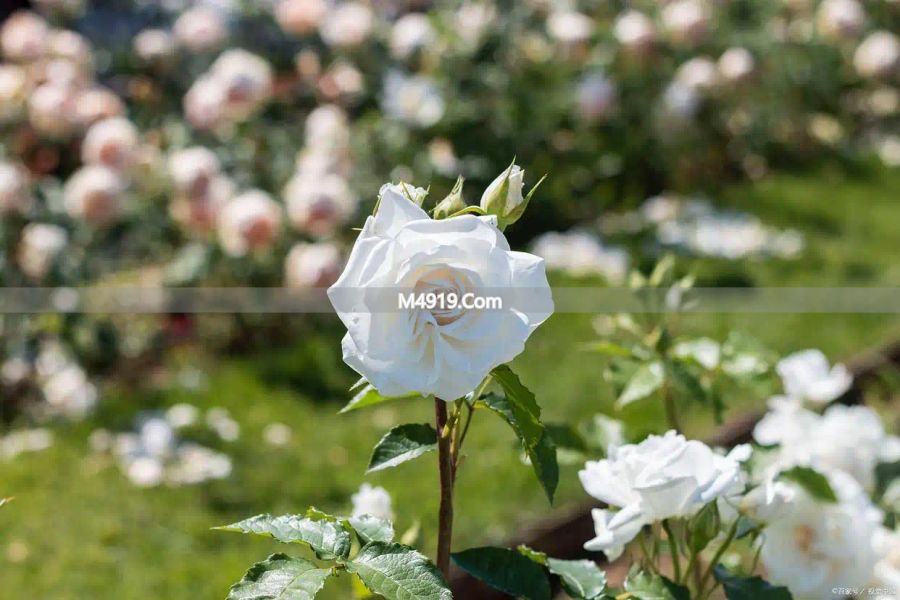 重读小团圆：离开错的人，是最顶级的清醒