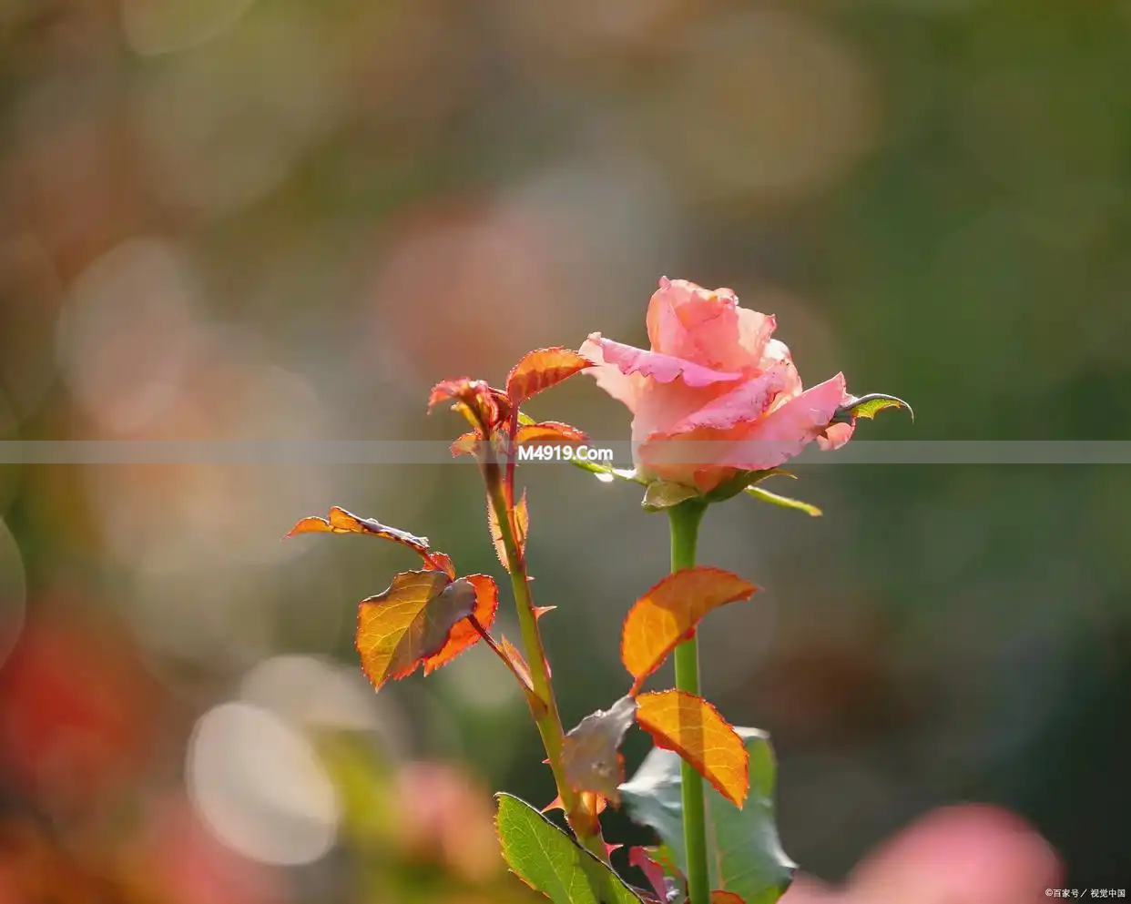 一别经年深深想你，爱你一生挂肚牵肠，遗憾错过真心爱人