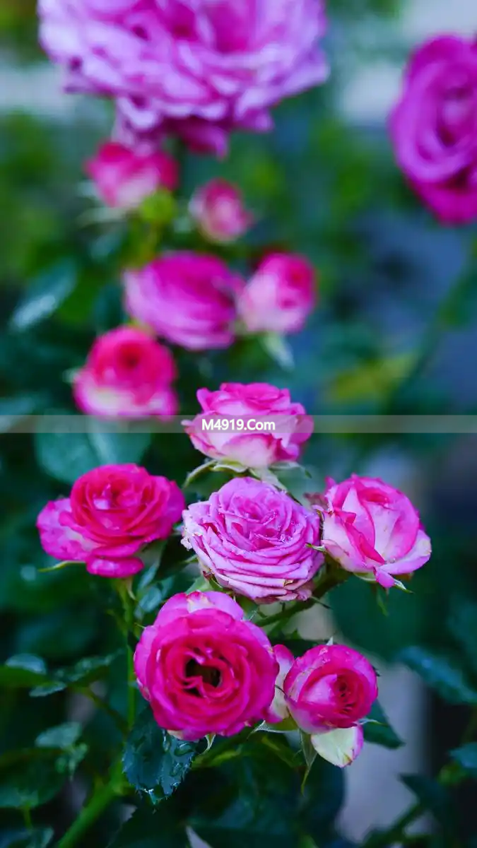 一别经年深深想你，爱你一生挂肚牵肠，遗憾错过真心爱人