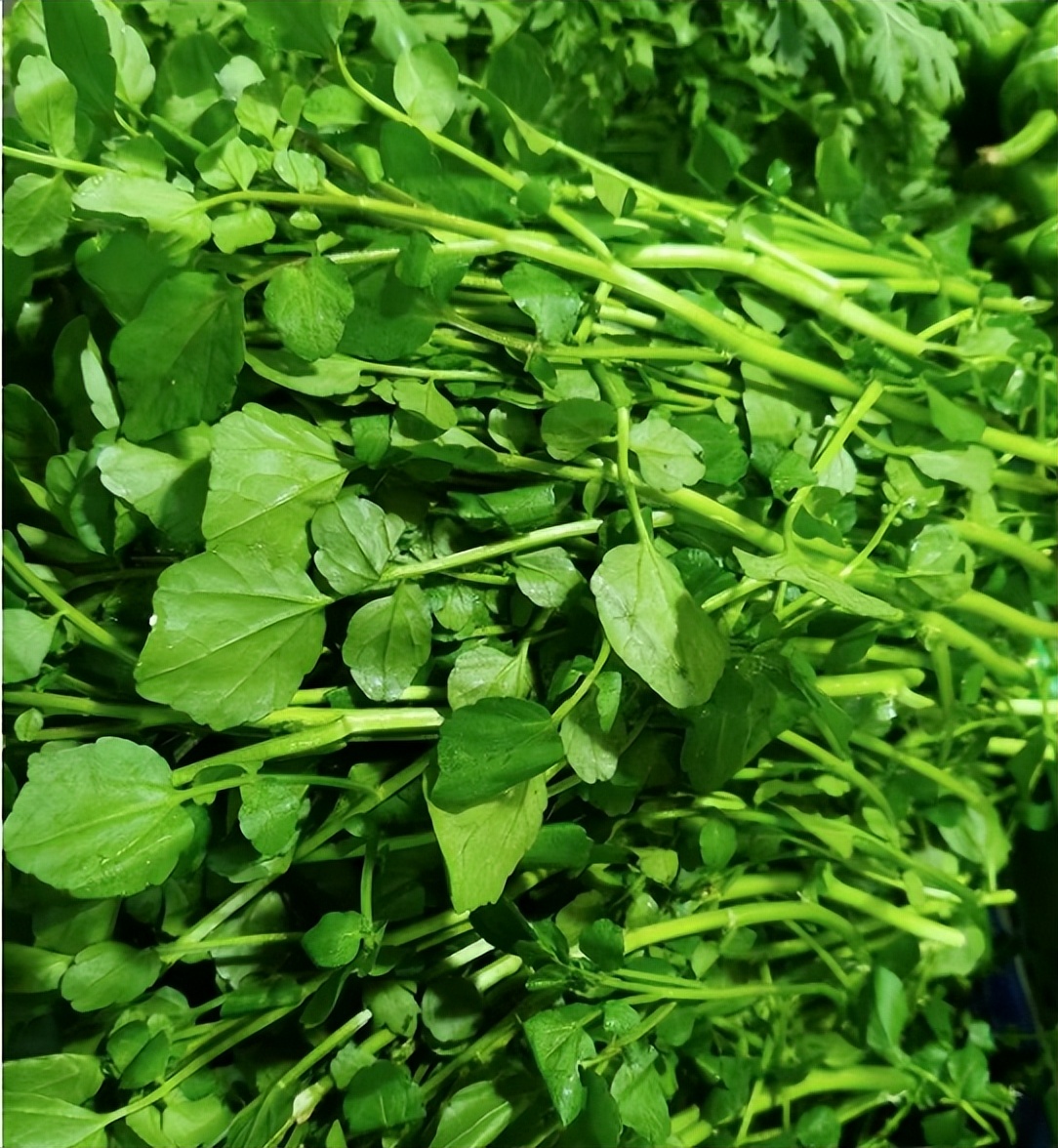 冬至后多吃这菜！养胃助眠、润肺止咳、强免疫，别错过