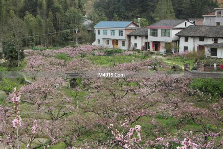 农村大变样，二代三代陷天伦绞杀局，刨猪宴火遍全网