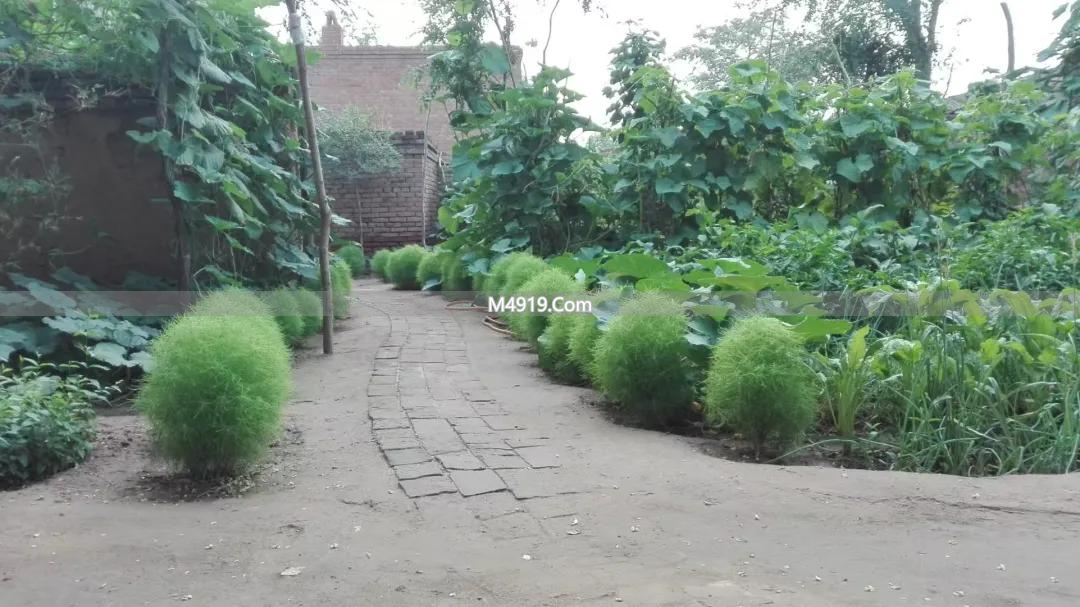 农村大变样，二代三代陷天伦绞杀局，刨猪宴火遍全网