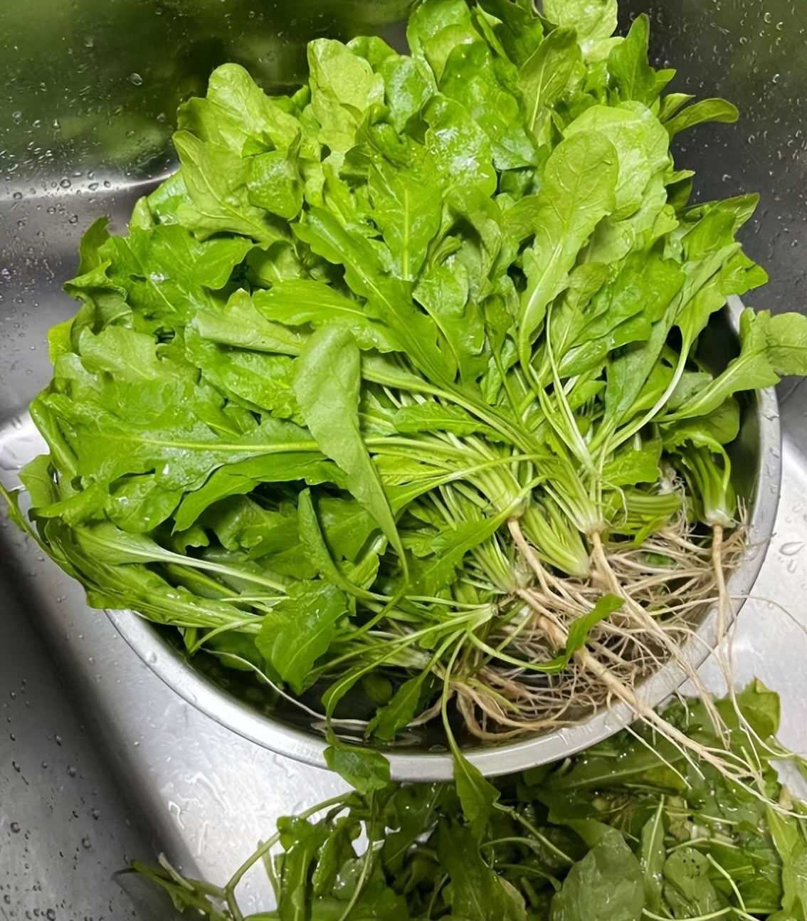 冬天多吃这菜，明目养肝补钙，病毒躲着走，包饺子香得很